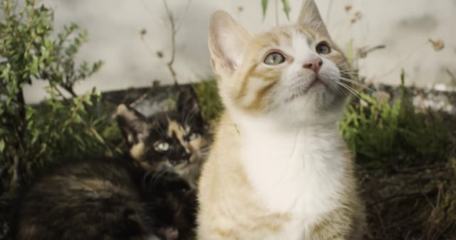 Cute Kitten Free Stock Video Footage Coverr