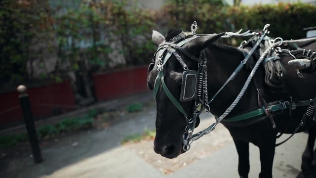 Horse in Manila - Free Stock Video Footage | Coverr